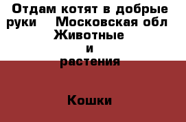 Отдам котят в добрые руки. - Московская обл. Животные и растения » Кошки   